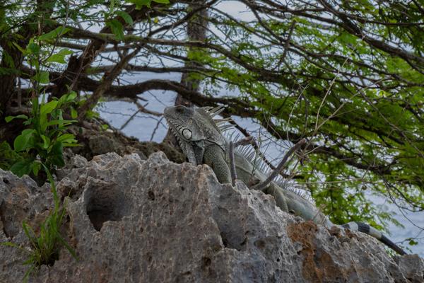 Leguaan op het eiland, te zien in zijn natuurlijke omgeving. Bij 1000 Steps zie je de leguaan vaak aan het begin van de trap, net over de reling, waar ze rustig in de zon liggen.