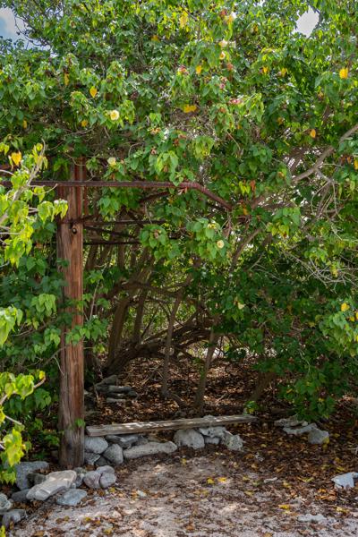 Wel biedt dit stukje een heerlijke schaduw plek aan voor niet duikers.