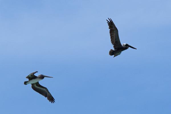 geregeld zul je pelikanen zien vliegen over het ondiepe water, hier is het voor hun gemakkelijk om aan eten te komen.